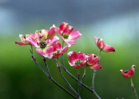 5D3_1796 picasa crop - Copy.JPG