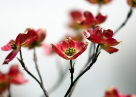 5D3_1594 picasa crop.JPG