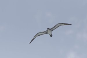 Ardenna pacifica 1_DxO.jpg