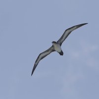 Ardenna pacifica 2_DxO.jpg