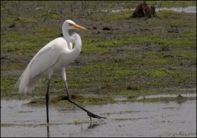 Egret.jpg