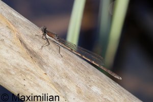 winter_damselfly_2024_03.JPG