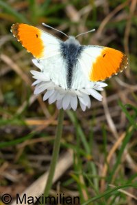 orange_tip_2024_01.JPG