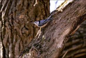 White-breasted Nuthatch.jpg