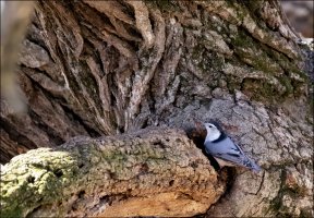 White-breasted Nuthatch_II.jpg