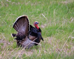 EOS R5_7164-Enhanced-NR.jpg