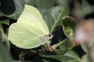 20240406 0926 IMG_1049 Canon EOS R7 - Canon RF 100-500mm F4.5-7.1L IS USM at 500.0 mm - 1.83 ...jpeg