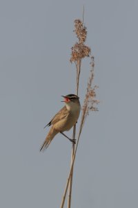 20240406 0841 IMG_0989 Canon EOS R7 - Canon RF 100-500mm F4.5-7.1L IS USM at 500.0 mm - 11.71...jpeg