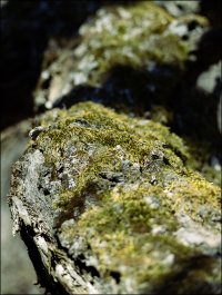 moss.jpg