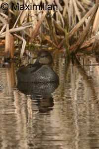 gadwall_2024_01.JPG