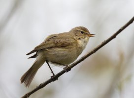 309A3352-DxO_Chiffchaff_2_best-s small.jpeg