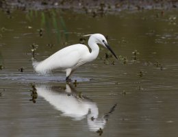 309A3458-DxO_Little_Egret_500mm.jpg
