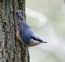 309A3504-DxO_Nuthatch_looking_down_aut.jpg