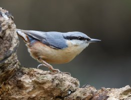 309A3513-DxO_Nuthatch_looking_right.jpg