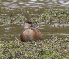 309A3600-DxO_female_Red_Crested_Pochard_1000mm-ls-s.jpeg