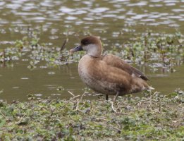 309A3623-DxO_female_Red_Crested_Pochard_1000mm-ls-s.jpeg
