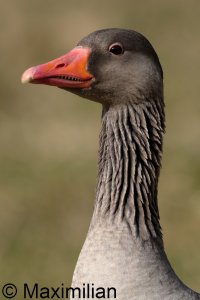 goose_grey_2024_03.JPG