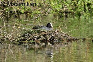 coot_2024_01.JPG