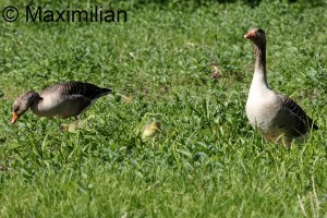 family_goose_grey_2024_01.JPG