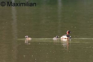 family_grebe_l_2024_01.JPG