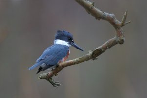 IMG_0217 (1) copy.jpg IMG_0217 (1) copy.jpg