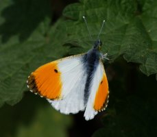 3R3A7996-DxO_Orange_Tip_Butterfly-1.jpg