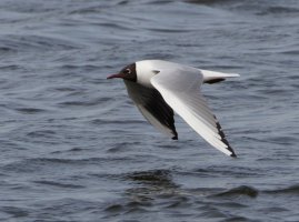 309A3939-DxO_Black_faced_gull_flying_1600mm-ts.jpeg