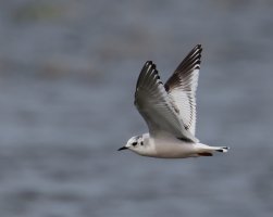 309A3809-DxO_Little_gull_flying_800mm-ls-s.jpeg