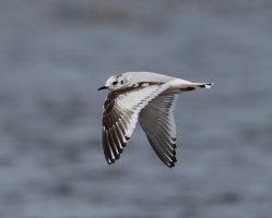 309A3811-DxO_Little_gull_flying_800mm-ls-s.jpeg