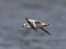309A3812-DxO_Little_gull_flying-ls-s.jpeg