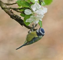 309A4313-DxO_Blue_tit_apple_tree_sh.jpg