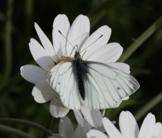 309A4276-DxO_small_white_butterfly.jpg