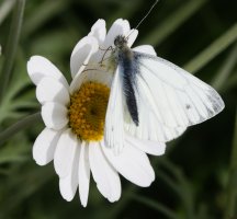 309A4280-DxO_small_white_butterfly.jpg