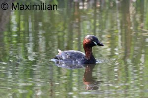 grebe_l_2024__01.JPG