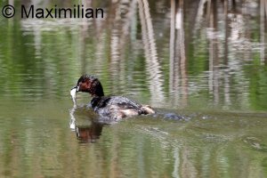 grebe_l_2024__02.JPG