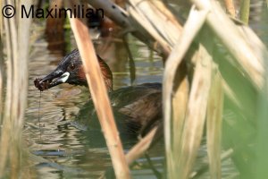 grebe_l_2024__03.JPG