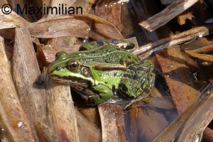 water_frog_2024_01.JPG