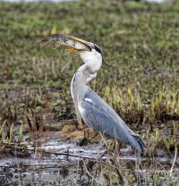 DSC_3509-DxO_heron_swallowing_pike_cv.jpg