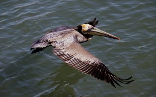 Pelican.jpg