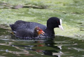 309A4796-DxO_Coot_feeding_chick.jpg