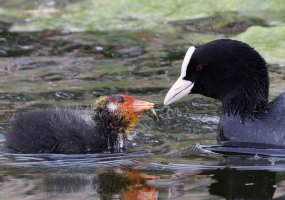 309A4807-DxO_Coot_feeding_chick_vcrop.jpg