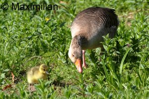 family_goose_grey_2024_03.JPG