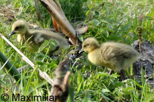 family_goose_grey_2024_04.JPG