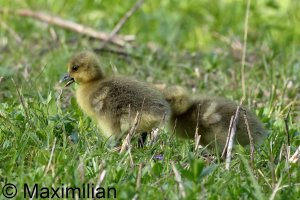 family_goose_grey_2024_05.JPG