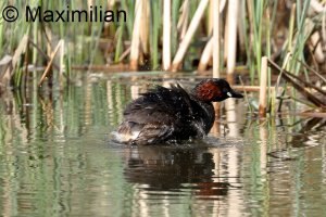 grebe_l_2024__04.JPG
