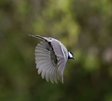 309A4980-DxO_Great_Tit_flying-lsssden.jpeg