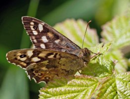 309A5149-DxO_Speckled_Wood_Butterfly_f14_shaut.jpg