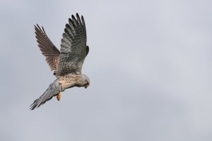 20240421 1045 IMG_2036 Canon EOS R7 - Canon RF 100-500mm F4.5-7.1L IS USM at 500.0 mm - 33.49 ...jpg