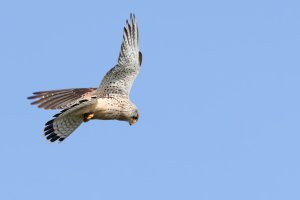 20240421 1047 IMG_2078 Canon EOS R7 - Canon RF 100-500mm F4.5-7.1L IS USM at 500.0 mm - 25.13 ...jpg