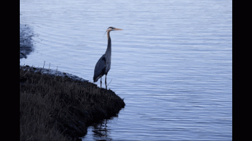 GBH Shake GIF med.gif